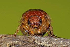 Rhizotrogus cicatricosus / Ohne deutschen Namen / Blatthornkfer - Scarabaeidae - Melolonthinae