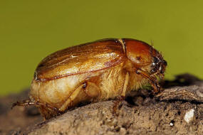 Rhizotrogus cicatricosus / Ohne deutschen Namen / Blatthornkfer - Scarabaeidae - Melolonthinae