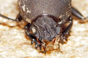 Sisyphus schaefferi / Matter Pillenwlzer / Blatthornkfer - Scarabaeidae - Scarabaeinae