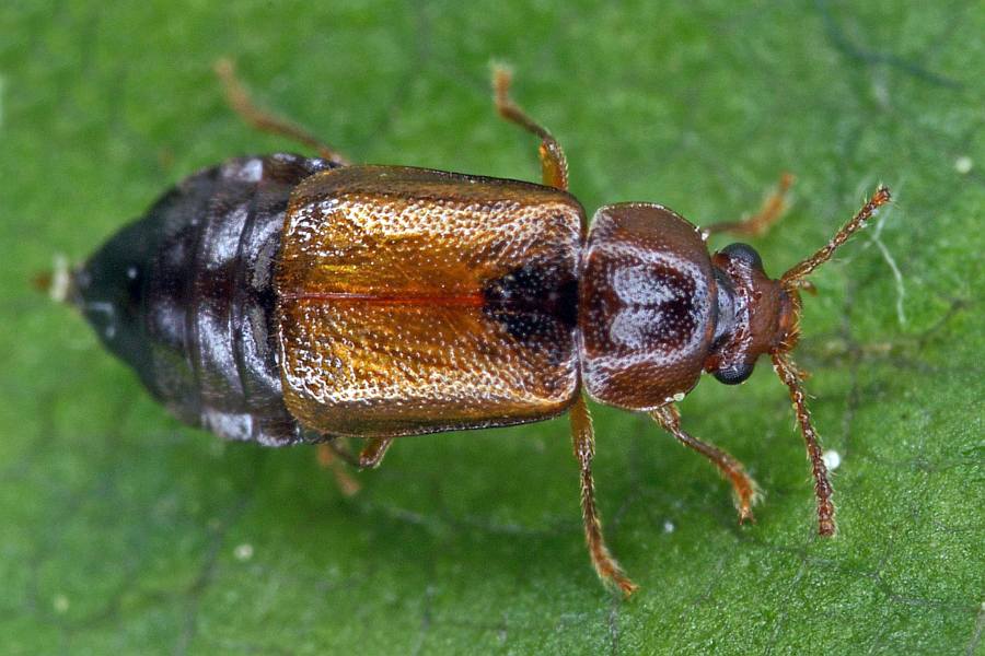 Eusphalerum abdominale / Ohne deutschen Namen / Kurzflügelkäfer - Staphylinidae - Omaliinae