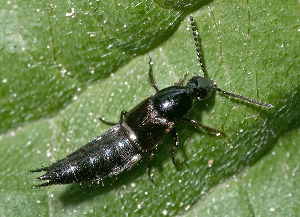 Philonthus carbonarius / Ohne deutschen Namen / Kurzflügler - Staphylinidae