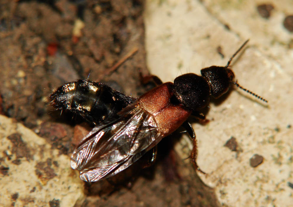 Platydracus latebricola / Kein deutscher Name / Kurzflügler - Staphylinidae - Staphylininae