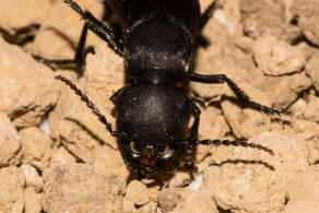 Ocypus olens / Schwarzer Moderkfer / Kurzflgler - Staphylinidae - Staphylininae