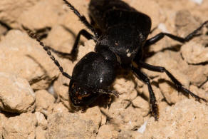 Ocypus olens / Schwarzer Moderkfer / Kurzflgler - Staphylinidae - Staphylininae