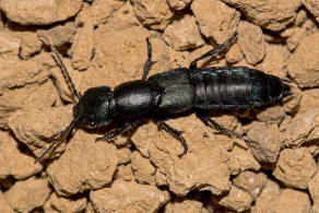 Ocypus ophthalmicus / Ohne deutschen Namen / Kurzflgler - Staphylinidae - Staphylininae