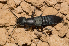 Ocypus ophthalmicus / Ohne deutschen Namen / Kurzflgler - Staphylinidae - Staphylininae