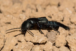 Ocypus ophthalmicus / Ohne deutschen Namen / Kurzflgler - Staphylinidae - Staphylininae