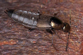 Philonthus decorus / Ohne deutschen Namen / Kurzflgler - Staphylinidae - Philonthinae