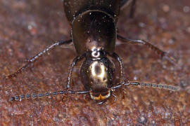 Philonthus decorus / Ohne deutschen Namen / Kurzflgler - Staphylinidae - Philonthinae