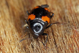 Scaphidium quadrimaculatum / Vierfleckiger Kahnkfer / Kurzflgler - Staphylinidae (wird teils auch in der Familie Kahnkfer -Scaphiidae gefhrt)