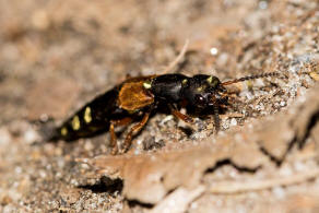 Staphylinus erythropterus / Rotflgeliger Moderkfer / Kurzflgler - Staphylinidae - Staphylininae