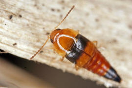 Tachyporus obtusus / Stumpfer Schnellruber / Kurzflgler - Staphylinidae