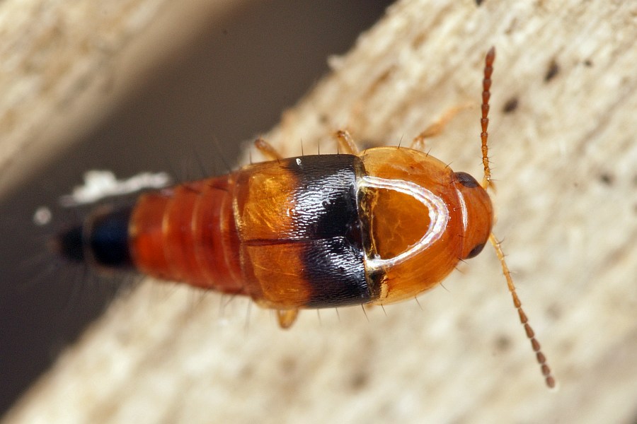 Tachyporus obtusus / Stumpfer Schnellräuber / Kurzflügler - Staphylinidae