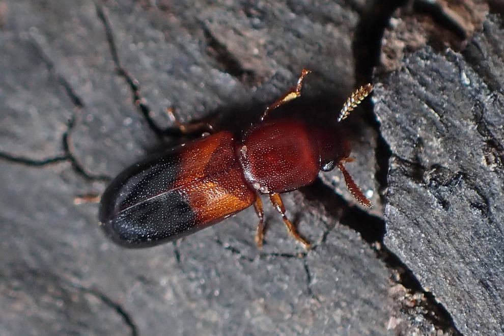 Corticeus bicolor / Ohne deutschen Namen / Schwarzkfer - Tenebrionidae - Diaperinae