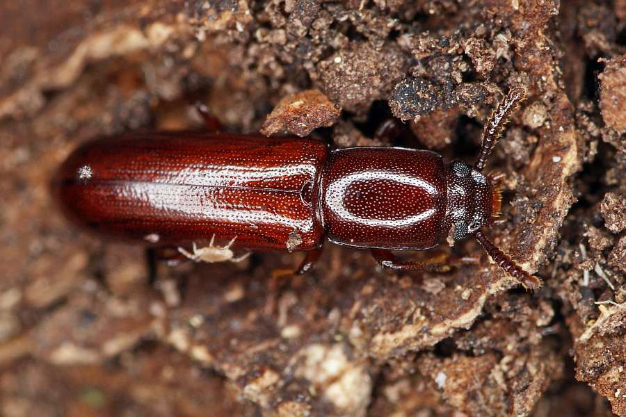 Corticeus unicolor / Ohne deutschen Namen / Schwarzkfer - Tenebrionidae - Diaperinae