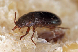 Alphitobius diaperinus / Glnzendschwarzer Getreideschimmelkfer / Schwarzkfer - Tenebrionidae