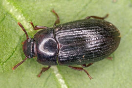 Alphitobius diaperinus / Glnzendschwarzer Getreideschimmelkfer / Schwarzkfer - Tenebrionidae