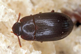 Alphitobius diaperinus / Glnzendschwarzer Getreideschimmelkfer / Schwarzkfer - Tenebrionidae