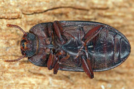 Alphitobius diaperinus / Glnzendschwarzer Getreideschimmelkfer / Schwarzkfer - Tenebrionidae