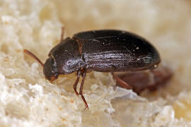 Alphitobius diaperinus / Glnzendschwarzer Getreideschimmelkfer / Schwarzkfer - Tenebrionidae