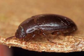 Alphitobius diaperinus / Glnzendschwarzer Getreideschimmelkfer / Schwarzkfer - Tenebrionidae