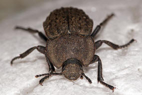 Asida fascicularis / Ohne deutschen Namen / Schwarzkfer - Tenebrionidae