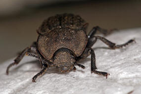 Asida fascicularis / Ohne deutschen Namen / Schwarzkfer - Tenebrionidae