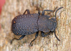 Bolitophagus reticulatus / Kerbhalsiger Zunderschwamm-Schwarzkfer / Schwarzkfer - Tenebrionidae