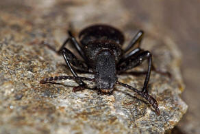 Cephalostenus orbicollis Mntris 1836 / Schwarzkfer - Tenebrionidae - Tenebrioninae