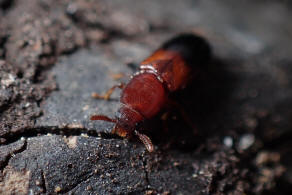 Corticeus bicolor / Ohne deutschen Namen / Schwarzkfer - Tenebrionidae - Diaperinae