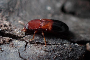 Corticeus bicolor / Ohne deutschen Namen / Schwarzkfer - Tenebrionidae - Diaperinae