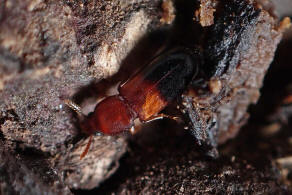 Corticeus bicolor / Ohne deutschen Namen / Schwarzkfer - Tenebrionidae - Diaperinae