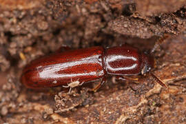Corticeus unicolor / Ohne deutschen Namen / Schwarzkfer - Tenebrionidae - Diaperinae