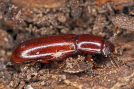 Corticeus unicolor / Ohne deutschen Namen / Schwarzkfer - Tenebrionidae - Diaperinae