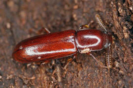 Corticeus unicolor / Ohne deutschen Namen / Schwarzkfer - Tenebrionidae - Diaperinae