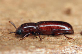Corticeus unicolor / Ohne deutschen Namen / Schwarzkfer - Tenebrionidae - Diaperinae