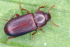 Cynaeus angustus / Ohne deutschen Namen / Schwarzkfer - Tenebrionidae