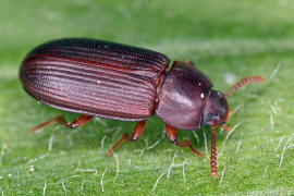 Cynaeus angustus / Ohne deutschen Namen / Schwarzkfer - Tenebrionidae