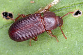 Cynaeus angustus / Ohne deutschen Namen / Schwarzkfer - Tenebrionidae