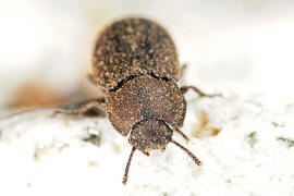 Gonocephalum costatum / Ohne deutschen Namen / Schwarzkfer - Tenebrionidae