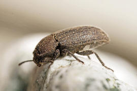 Gonocephalum costatum / Ohne deutschen Namen / Schwarzkfer - Tenebrionidae