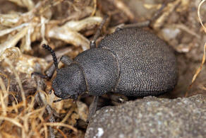 Graecopachys quadricollis / Ohne deutschen Namen / Schwarzkfer - Tenebrionidae - Pimeliinae