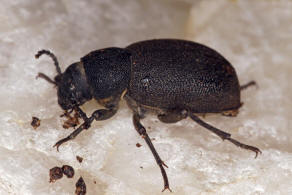 Graecopachys quadricollis / Ohne deutschen Namen / Schwarzkfer - Tenebrionidae - Pimeliinae