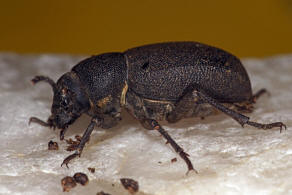 Graecopachys quadricollis / Ohne deutschen Namen / Schwarzkfer - Tenebrionidae - Pimeliinae