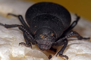 Graecopachys quadricollis / Ohne deutschen Namen / Schwarzkfer - Tenebrionidae - Pimeliinae