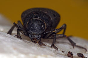 Graecopachys quadricollis / Ohne deutschen Namen / Schwarzkfer - Tenebrionidae - Pimeliinae