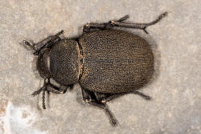 Pachyscelis (Parapachyscelis) villosa (Drapiez 1820) / Schwarzkfer - Tenebrionidae