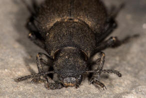 Pachyscelis (Parapachyscelis) villosa (Drapiez 1820) / Schwarzkfer - Tenebrionidae