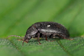 Prionychus ater / Mattschwarzer Pflanzenkfer / Schwarzkfer - Tenebrionidae - Pflanzenkfer - Alleculinae