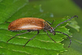 Pseudocistela ceramboides (Linnaeus, 1761) / Sgehrniger Pflanzenkfer / Schwarzkfer - Tenebrionidae - Pflanzenkfer - Alleculinae